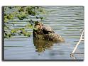 033RSC0016-pollution-la tortue de floride est un redoutable carnassier